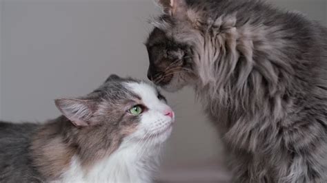 Two Girls French Kiss Stock Footage ~ Royalty Free Stock。